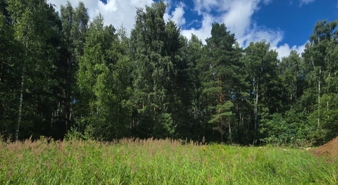 Лес и река, 14 от МКАД