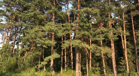 Ренессанс Парк, 19 от МКАД