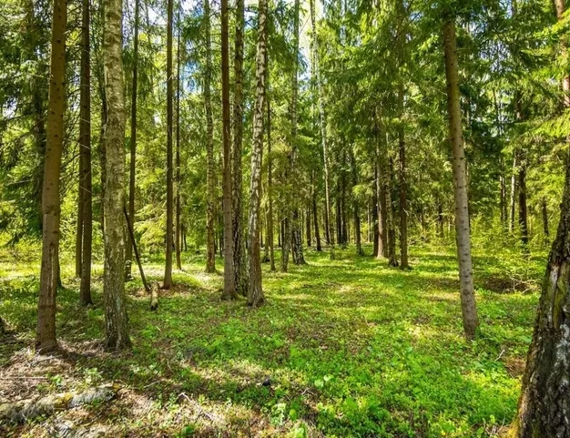 участок  в КП Грибово, 12 км от МКАД
