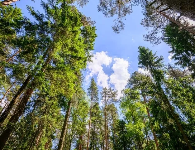 участок  в КП Резиденции Бенилюкс, 19 км от МКАД