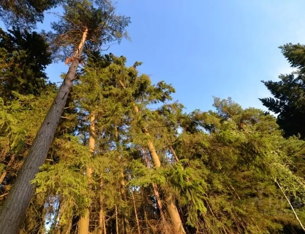 участок  в КП Ренессанс Парк, 19 км от МКАД