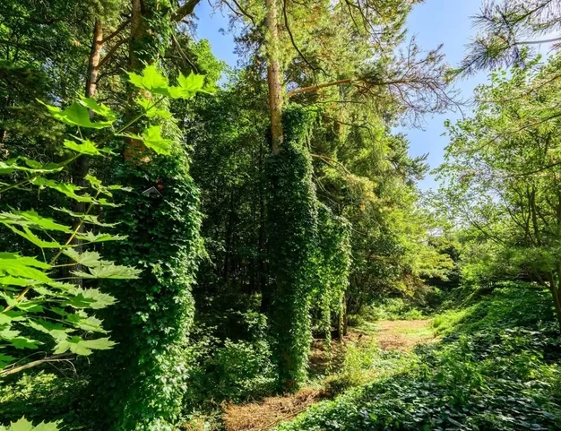 участок  в КП Молоденово, 19 км от МКАД