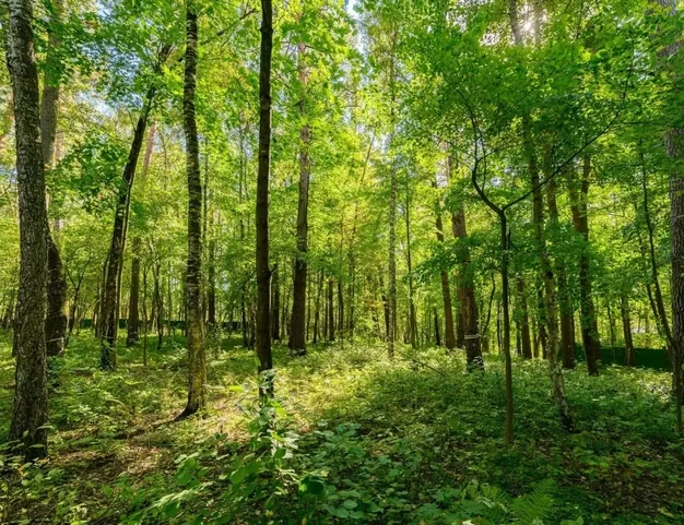 участок  в КП Молоденово, 19 км от МКАД