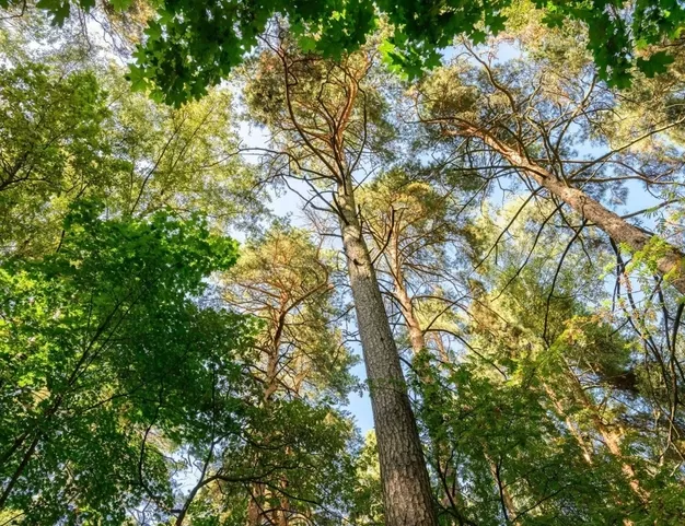 участок  в КП Молоденово, 19 км от МКАД