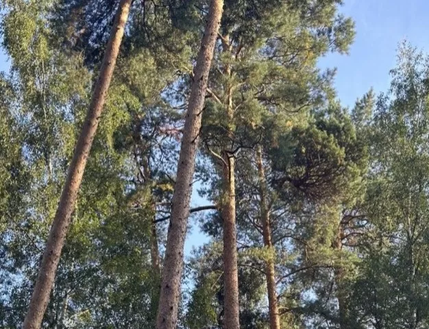 участок  в КП Петрово-Дальнее, 16 км от МКАД