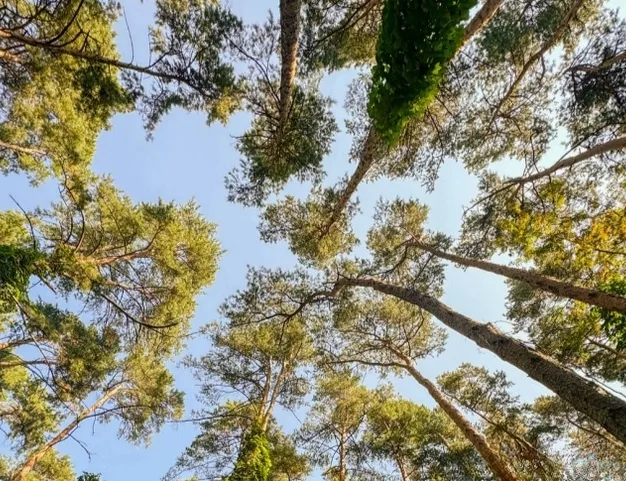 участок  в КП Успенские Дачи УПДП, 20 км от МКАД