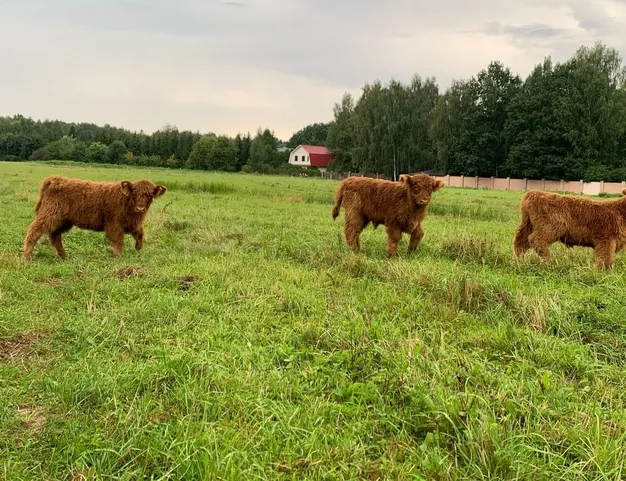 дом  в КП ДНП Липки, 11 км от МКАД