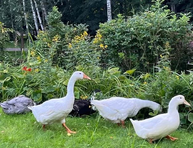 дом  в КП ДНП Липки, 11 км от МКАД