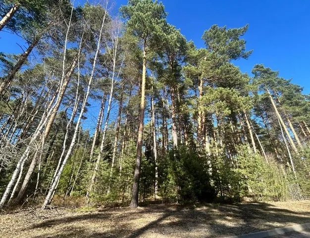 участок  в КП Сосновый Бор, 23 км от МКАД