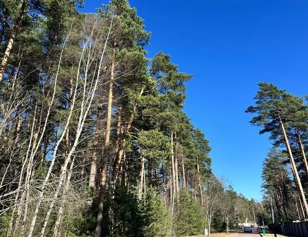 участок  в КП Сосновый Бор, 23 км от МКАД