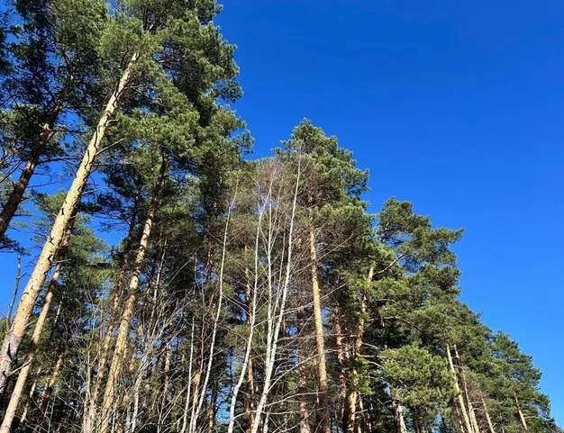 участок  в КП Сосновый Бор, 23 км от МКАД