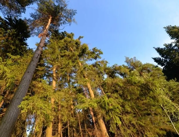 участок  в КП Ренессанс Парк, 19 км от МКАД