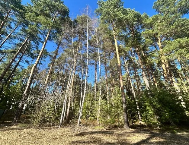 участок  в КП Сосновый Бор, 23 км от МКАД