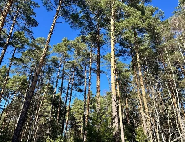 участок  в КП Сосновый Бор, 23 км от МКАД