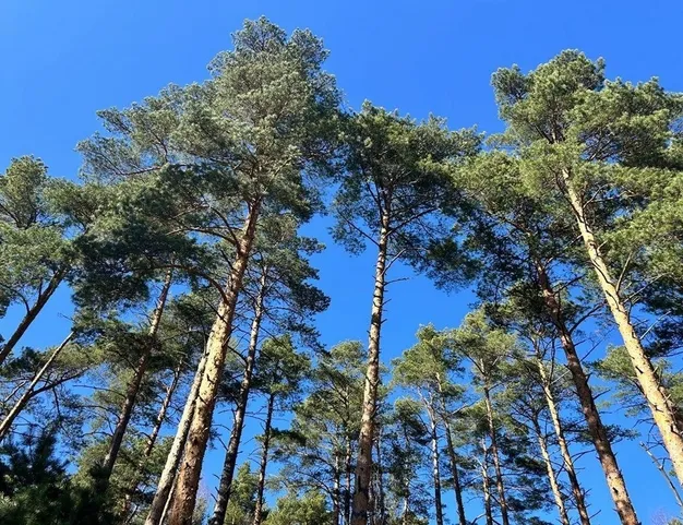 участок  в КП Сосновый Бор, 23 км от МКАД