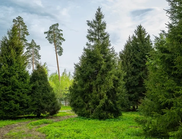 участок  в КП Лес Иславское, 25 км от МКАД