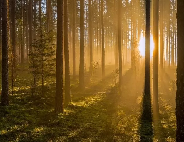 участок  в КП Лесные Зори, 25 км от МКАД