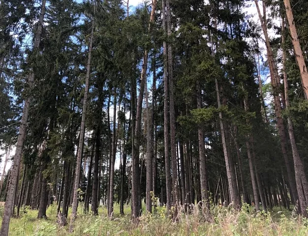 участок  в КП Лесные Зори, 25 км от МКАД