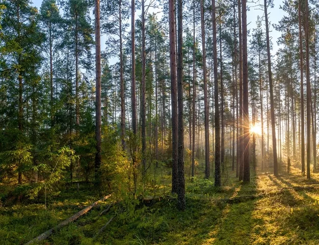 участок  в КП Лесные Зори, 25 км от МКАД