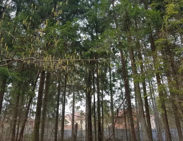 участок  в КП Рублефф Вилладж, 25 км от МКАД